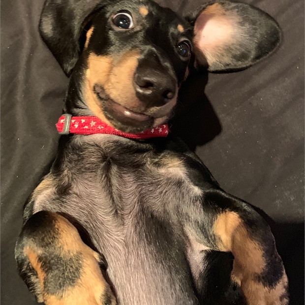 Cute doggy with floppy ears
